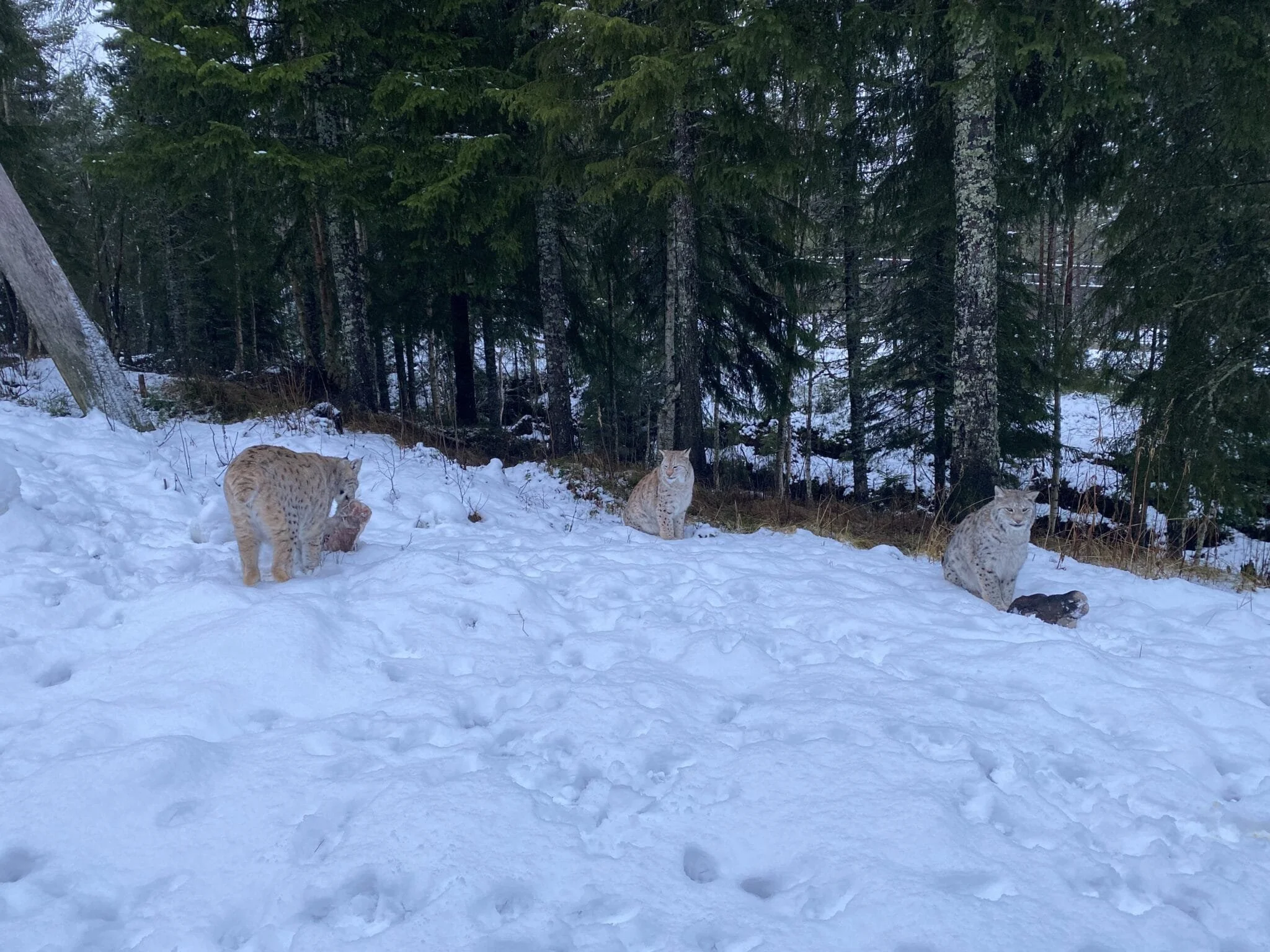 When Enrichment & Animal Training Go Hand In Hand