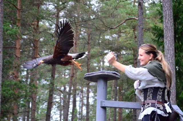 Evolving Techniques with Birds of Prey
