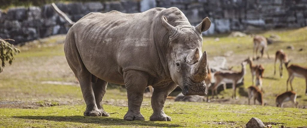 Zoos might just be the difference between life and death for these species