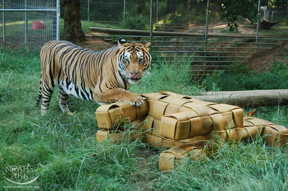 Enrichment Thoughts With Hose2Habitat