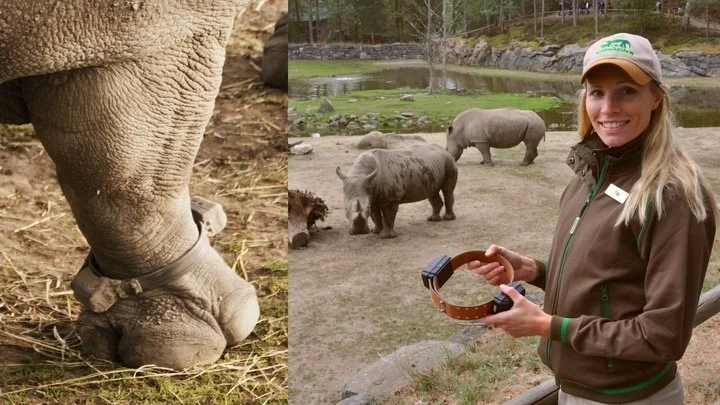 How training your rhino to "give paw" could help the species