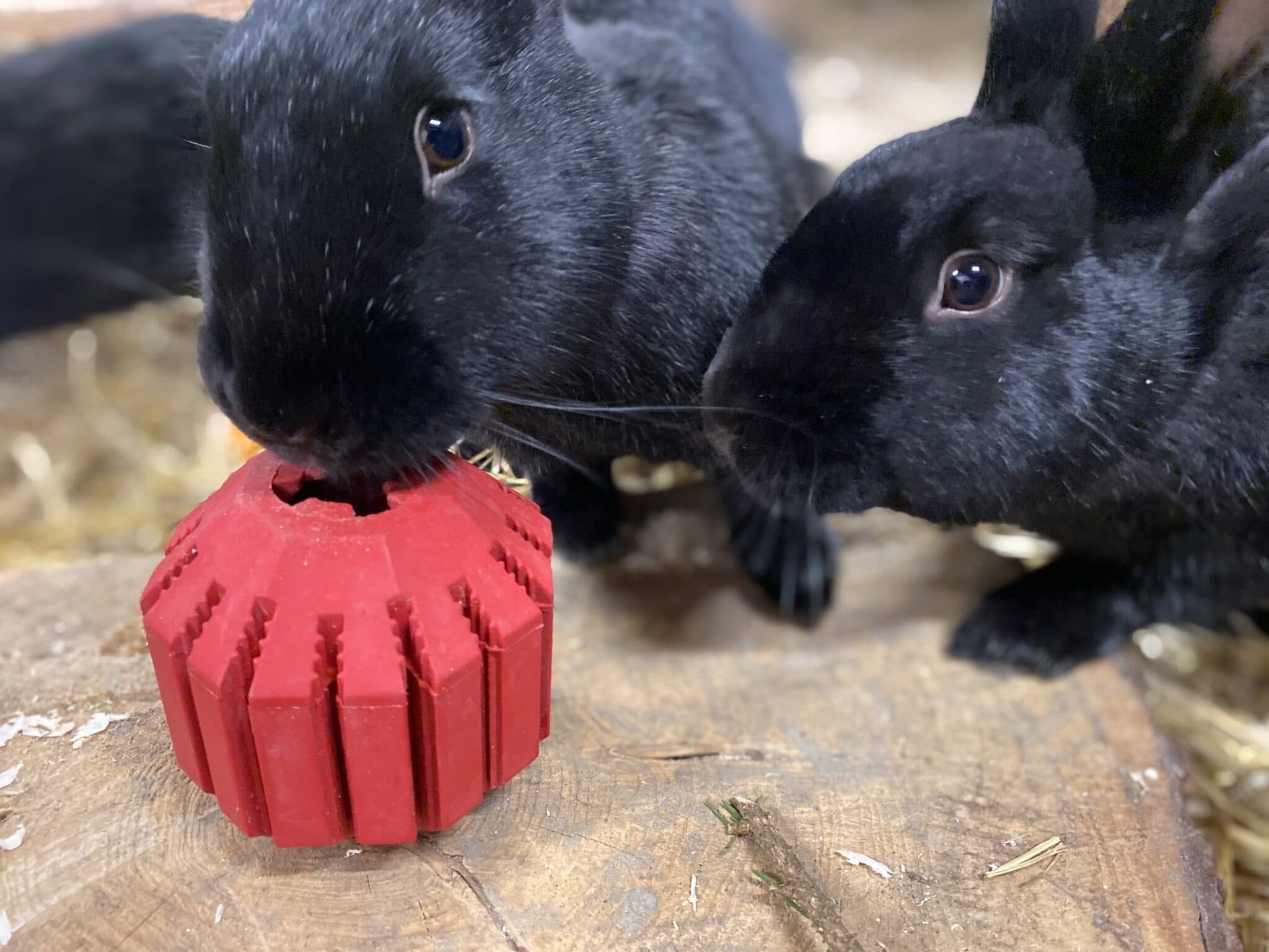 What if we starts to focus on the animals decisions?