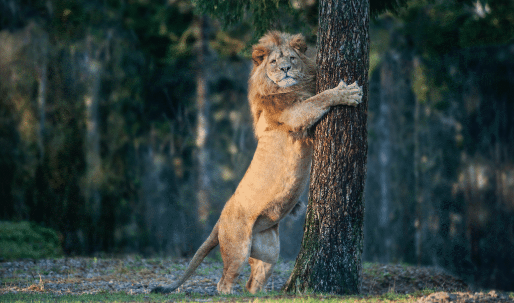The Emotions in Stereotypic Behaviour