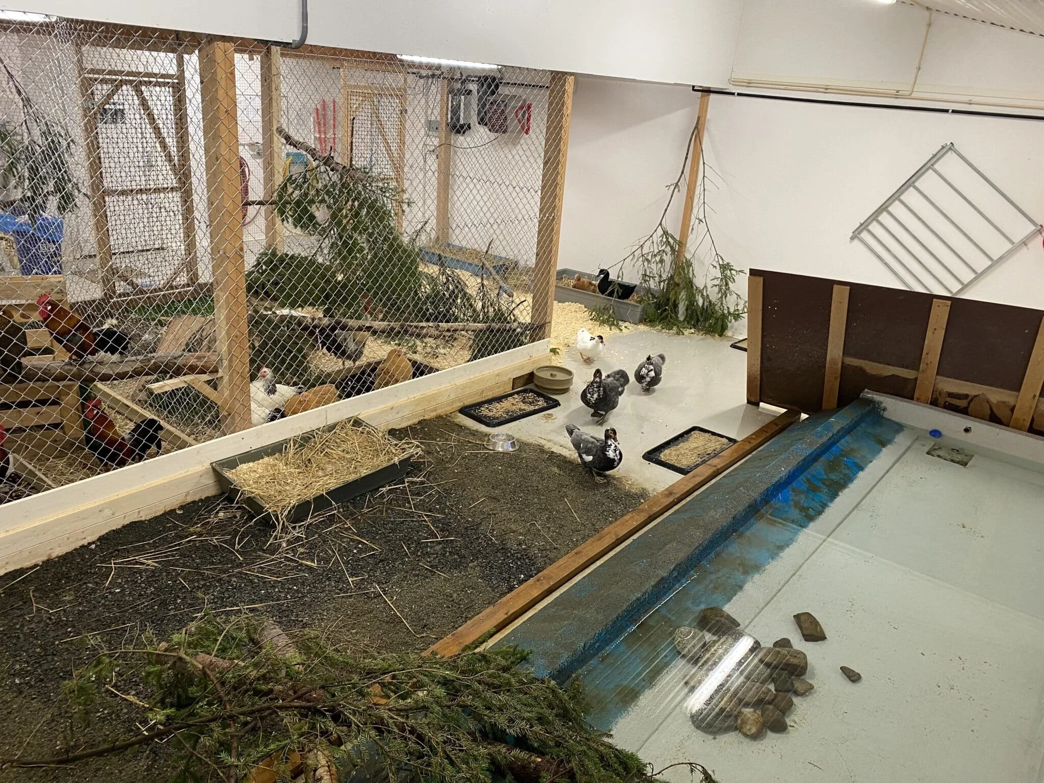 Improving the lives of Ducks and Chickens in Norway Through Pro-Active Care