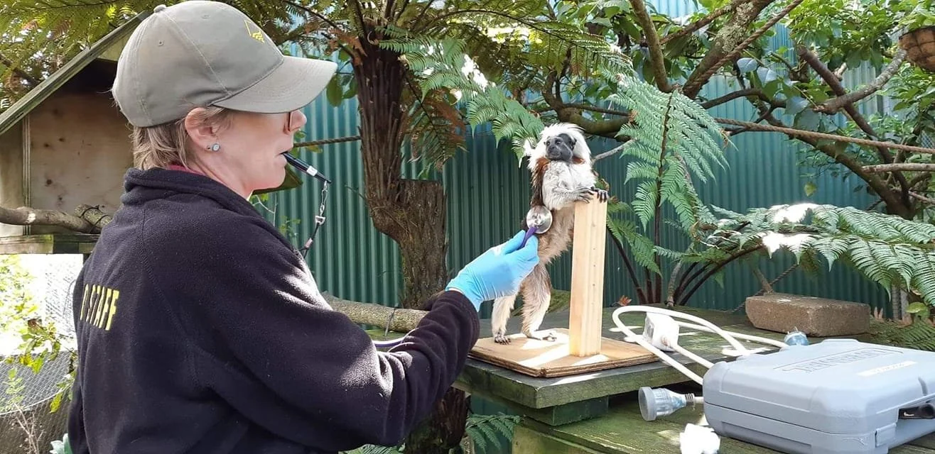 How to Prepare For the Perfect Cooperative Care Behaviour For the Vet.