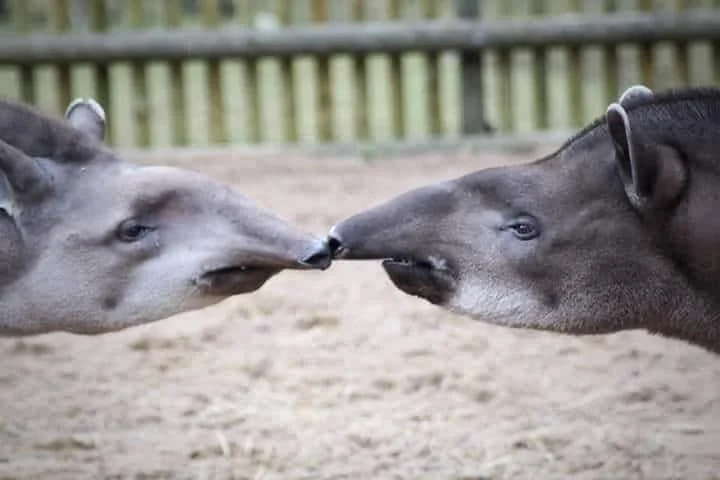 How Animals Think! Vol. 2
