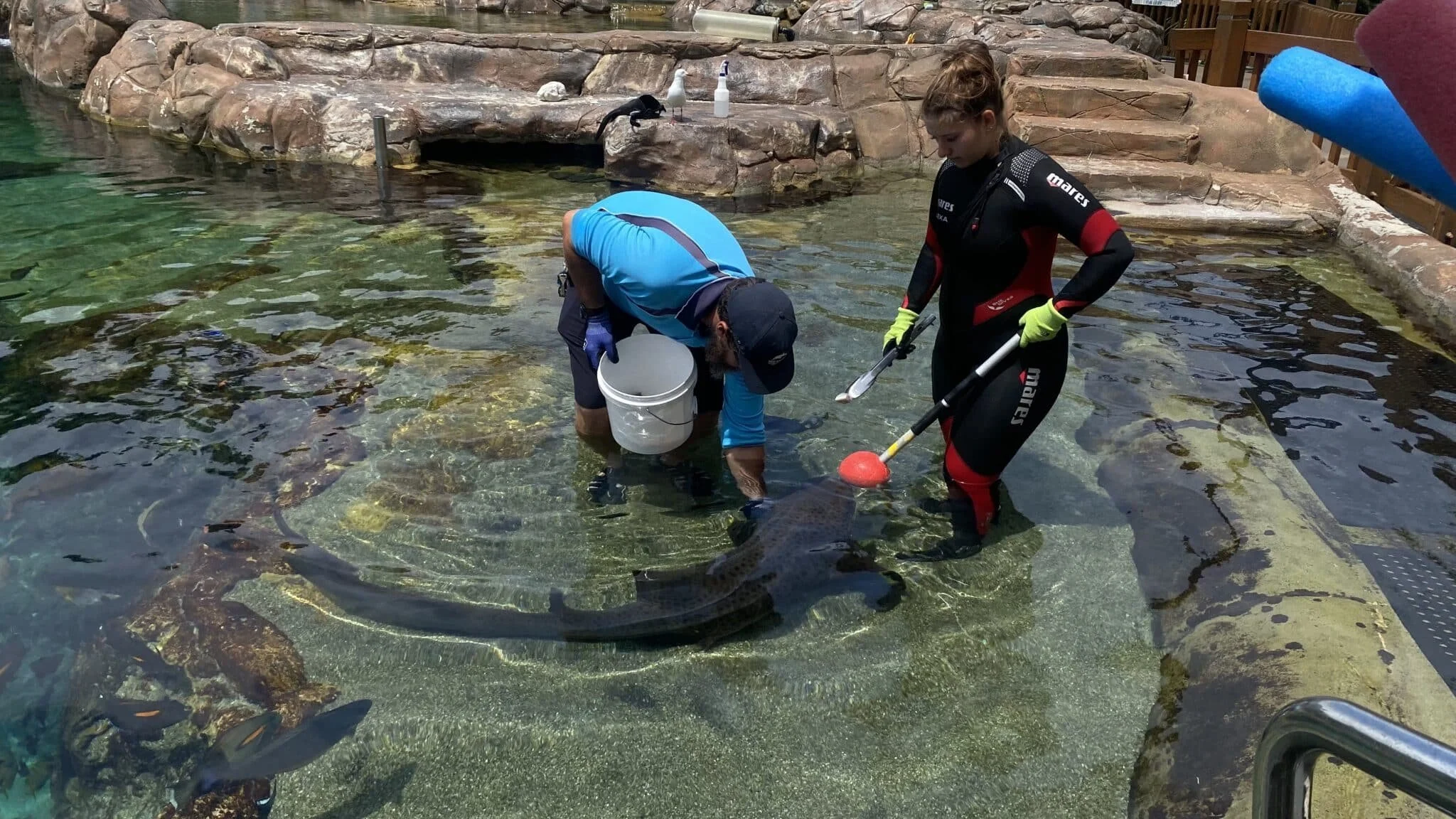 A New Experience; Training Sharks and Rays? 