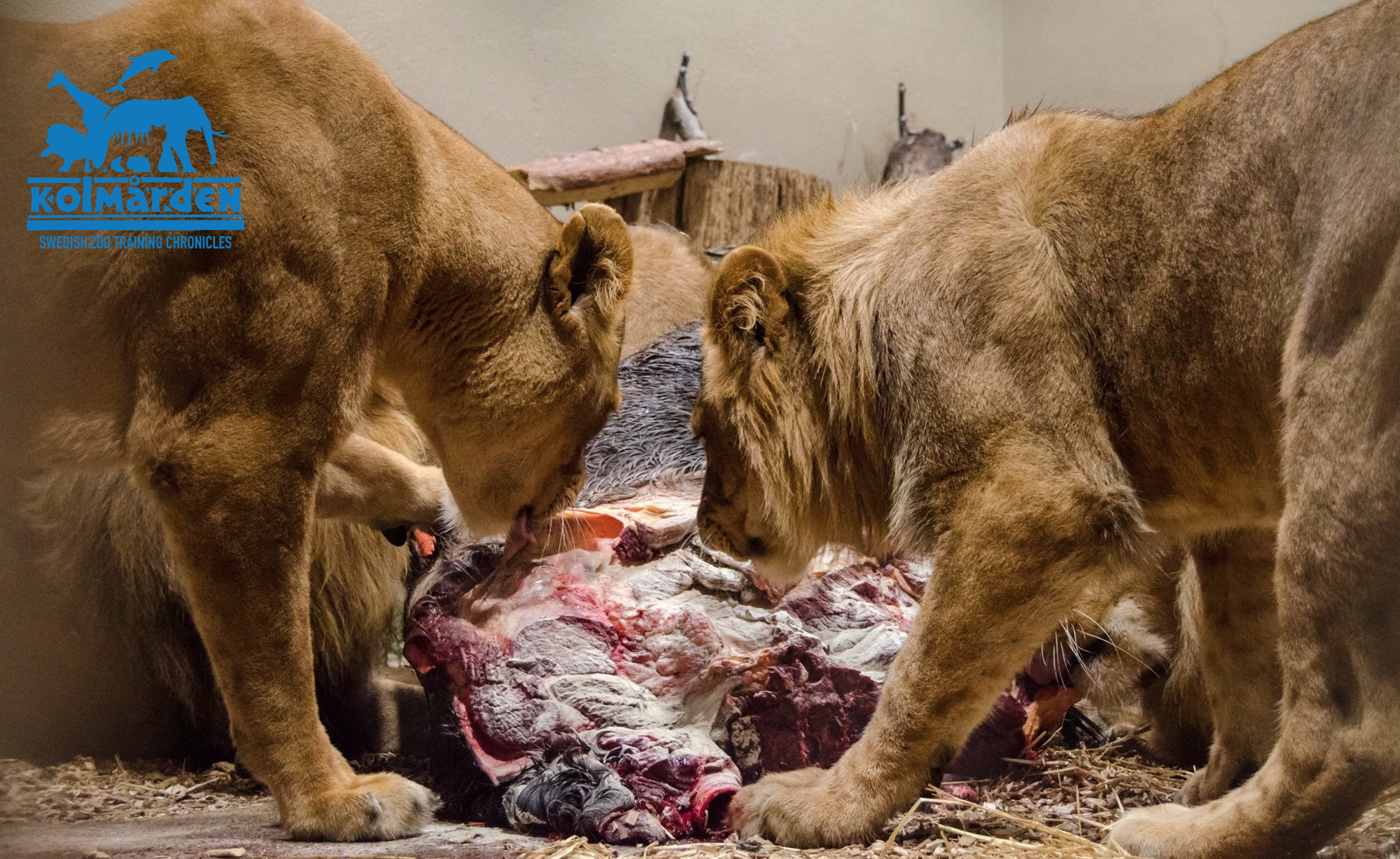 Thoughts for Behaviour: What about if the reinforcement is good for the animal?