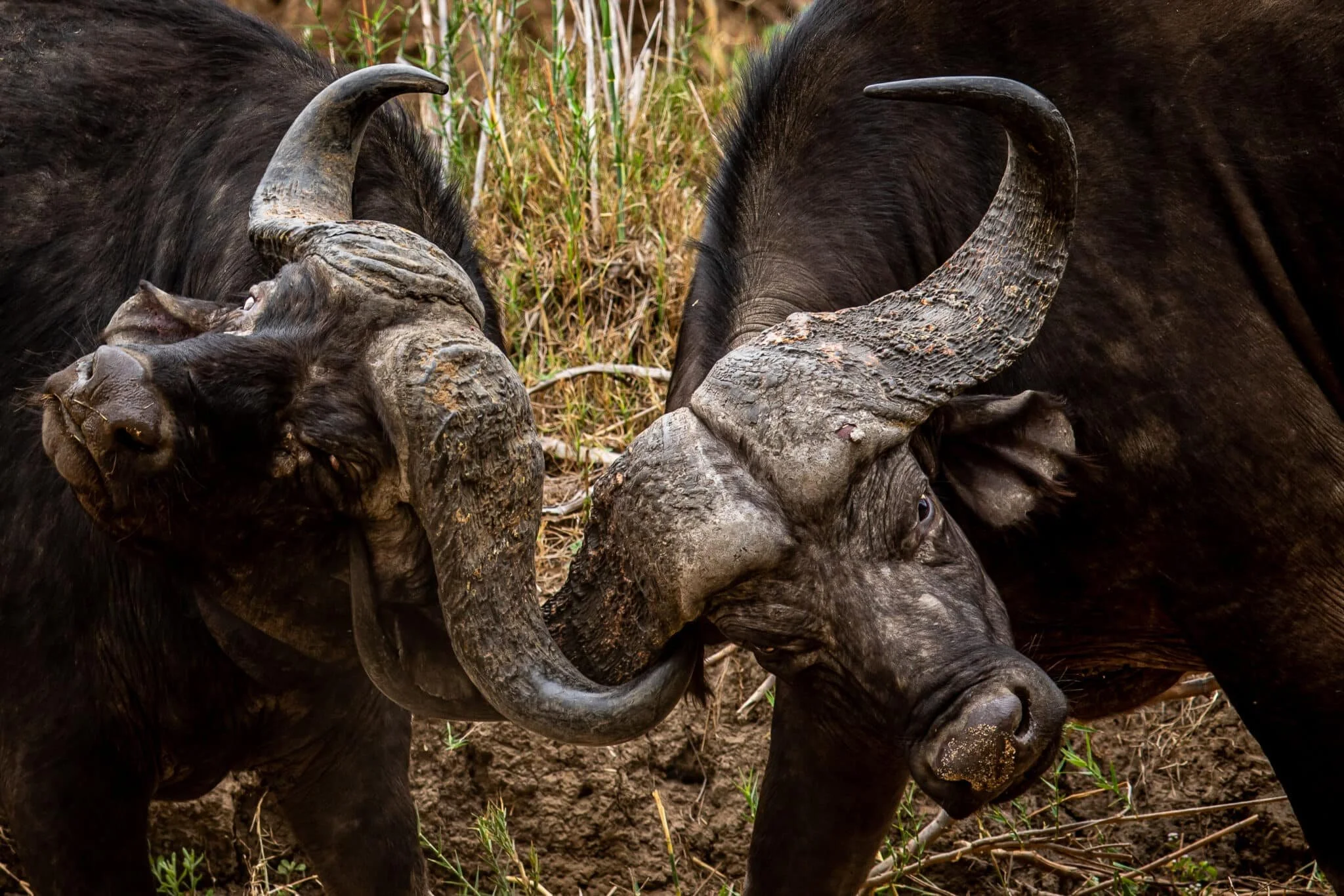 When Animals Attack; Where Does it Come From?