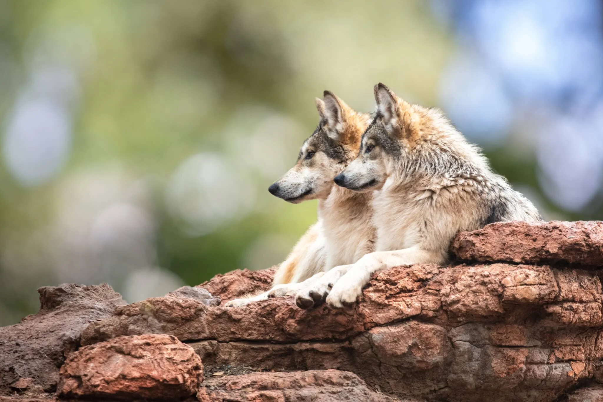 A New Life For Two Wolves