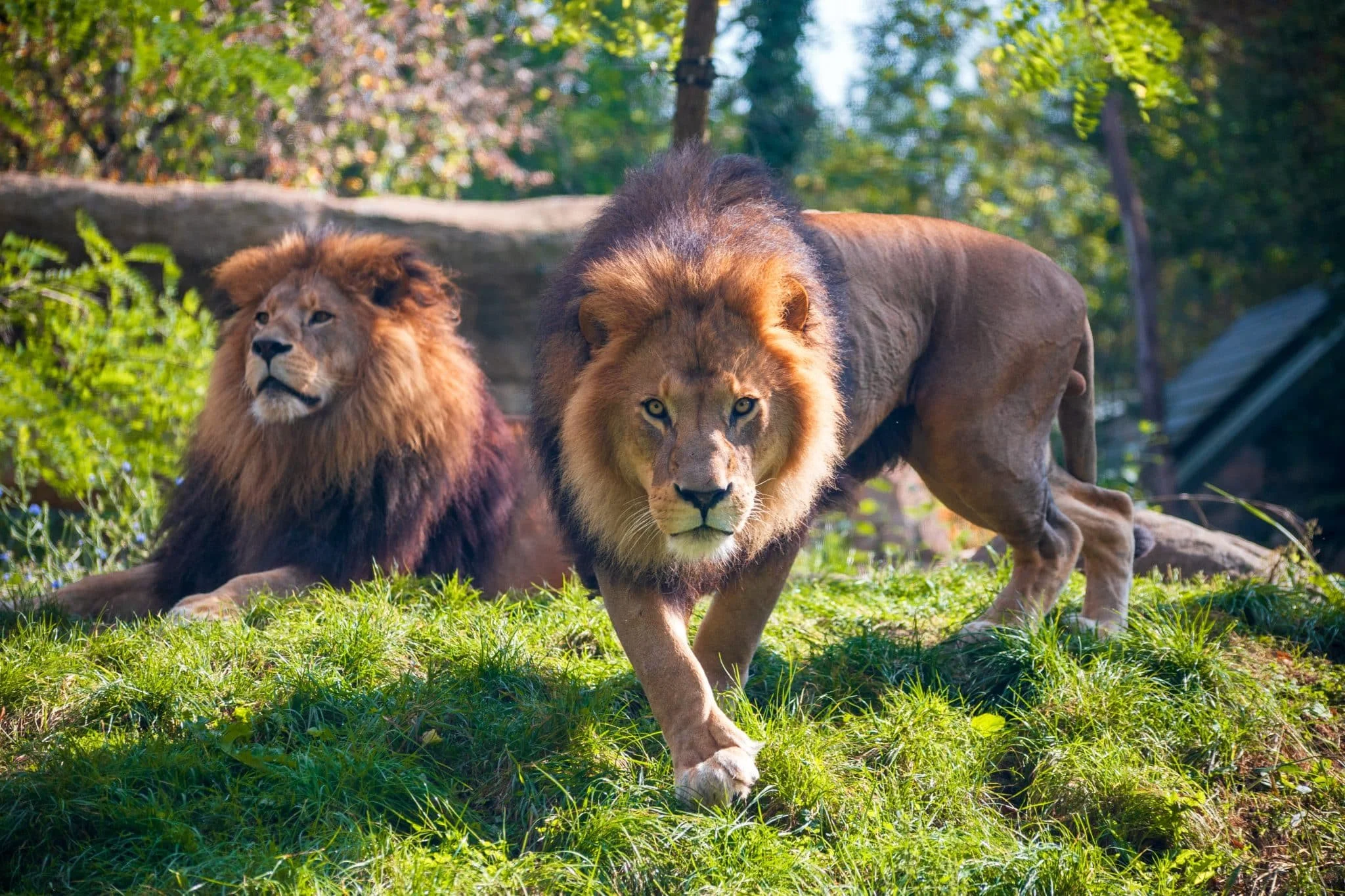 4 Impactful Training Achievements in Zoospensefull’s Career