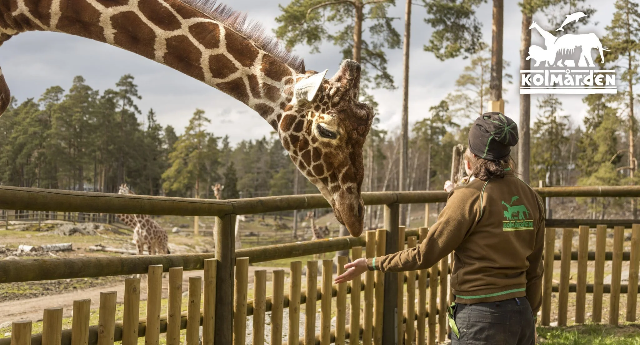 Thoughts for Behaviour: Curiosity in Terrestrial Animals