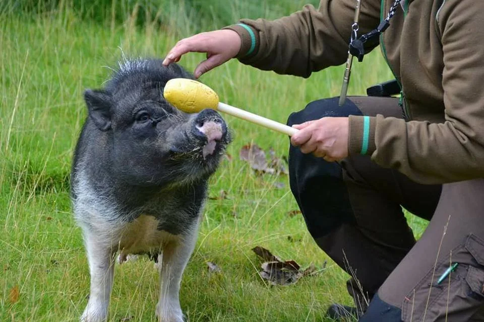 Would You Capture a Behaviour or Shape the Behaviour?