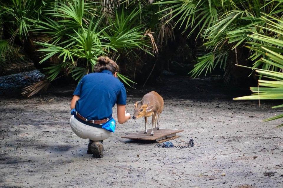 Animal Training VS Enrichment Programs; What Is More Important?
