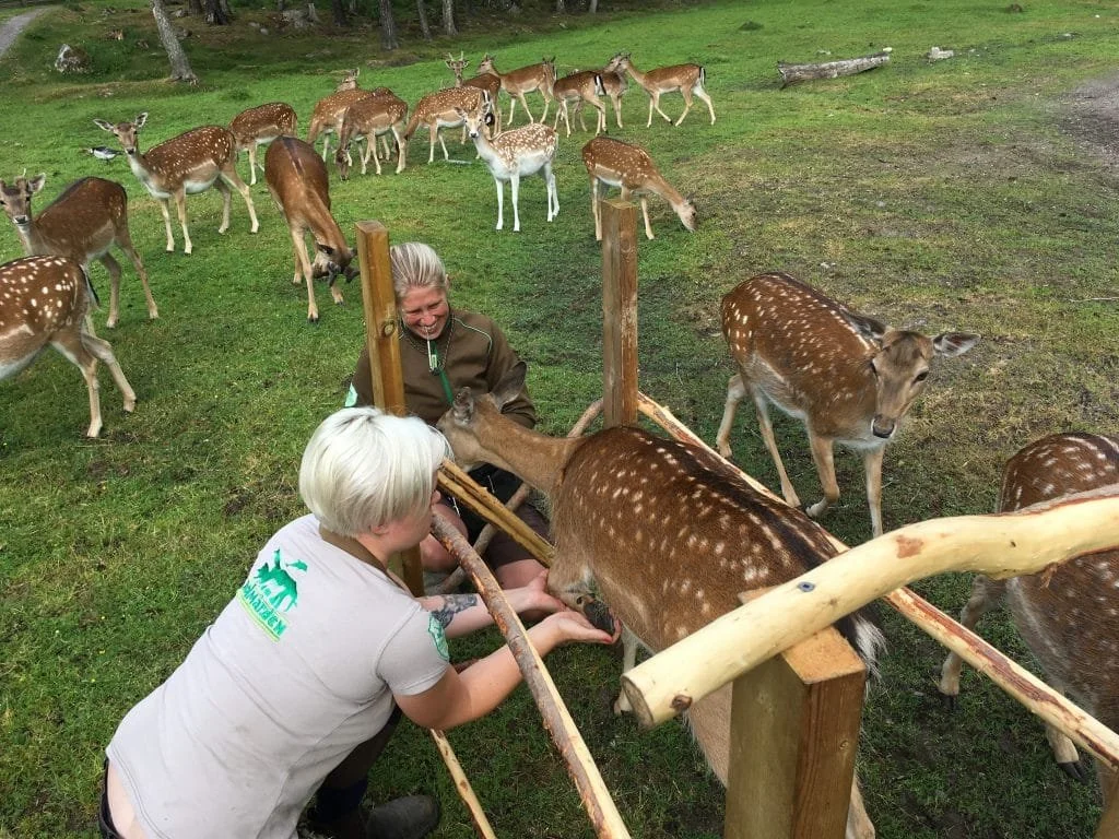 How You Can Hoof Trim a Flock of Flight Animals