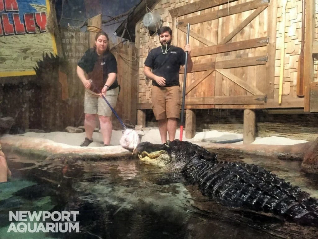 GLI ZOOKEEPER NON ESISTONO