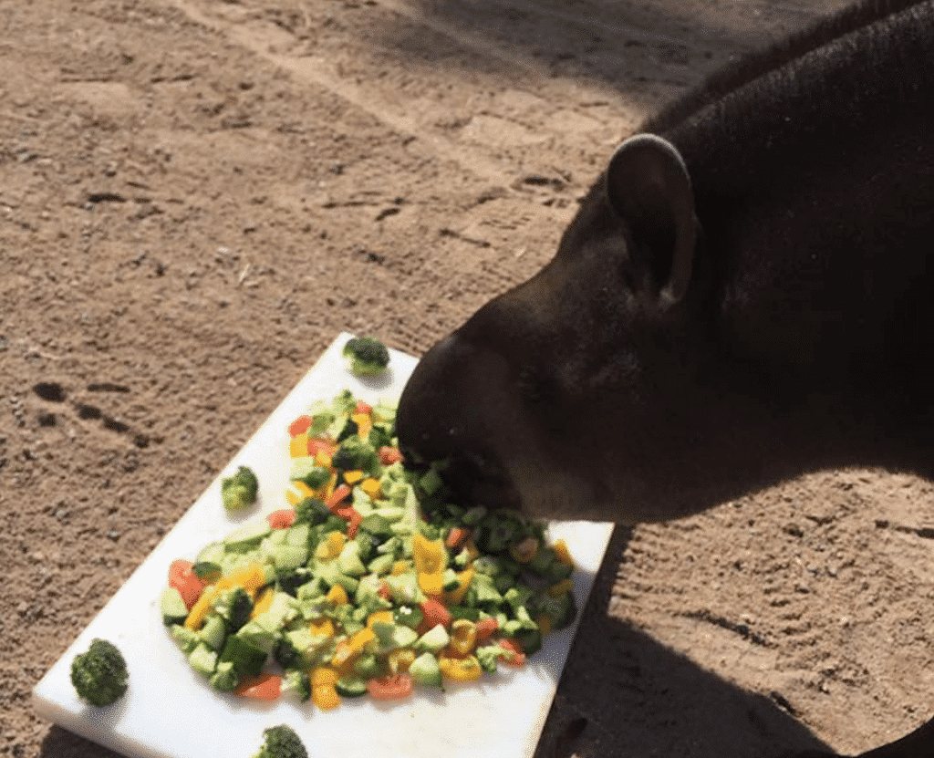 The Importance of Proper Nutrition - Louise Guevara, Veterinarian