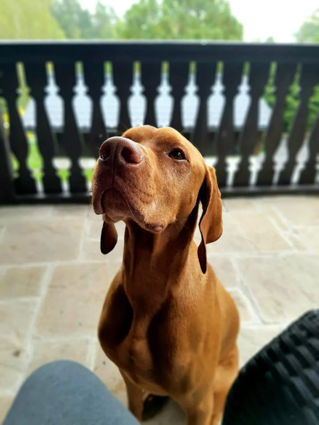 Recall Your Dog, How We Do It With Exotic Animals!