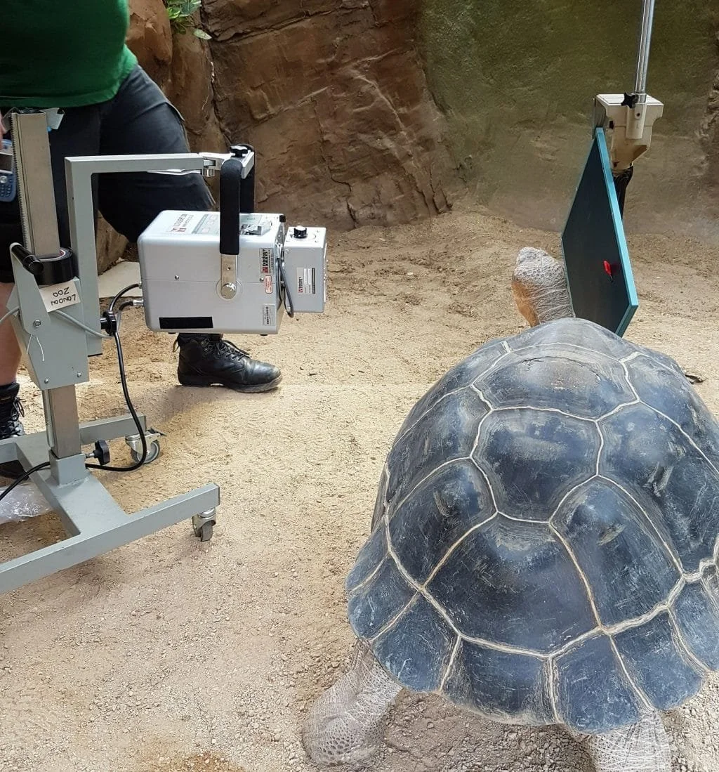 Husbandy Training In The Zoo And With Pets