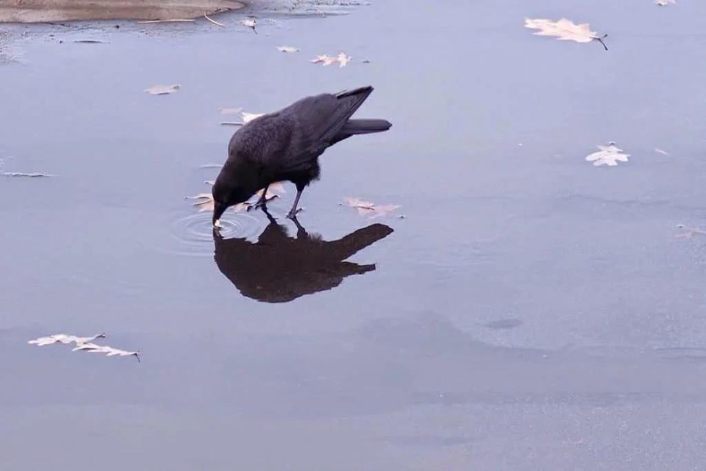 How Animals Think! Vol. 3