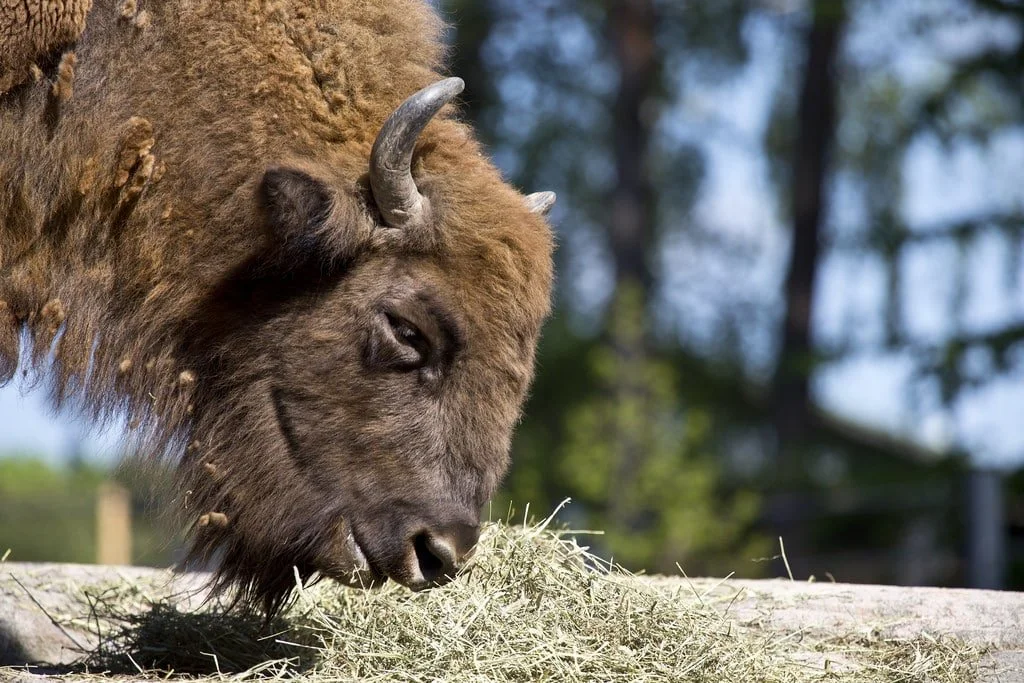 5 Hoof Stock Species And Their Favourite Primary Reinforcement