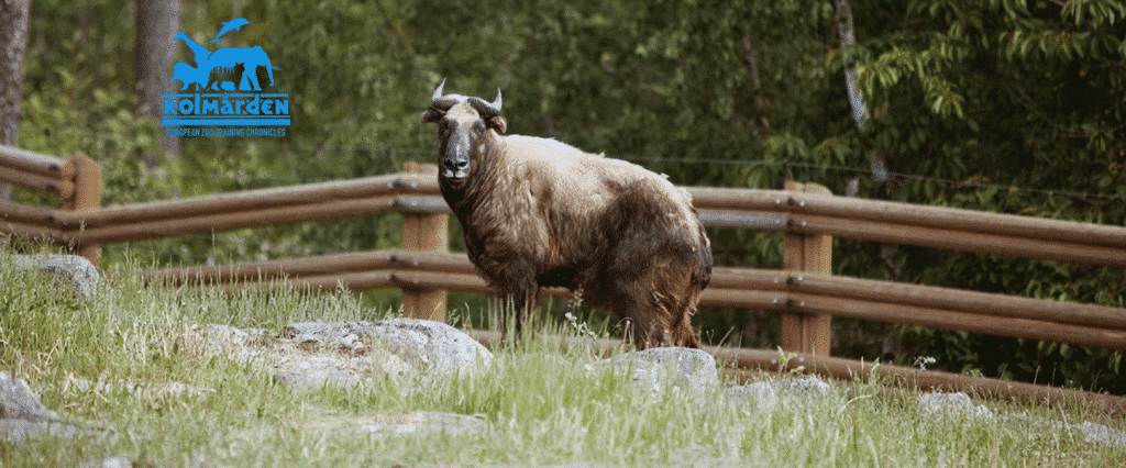 When Aggression Becomes a Problem…