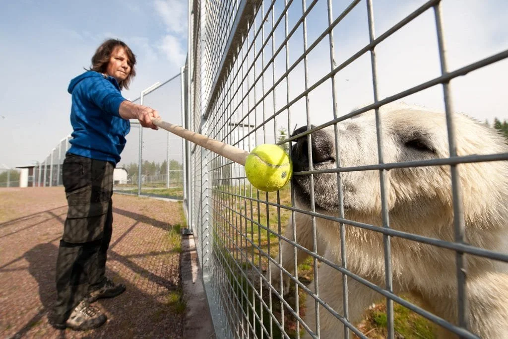 The Yay-and-Nay balance – optimizing reinforcers by Karolina Westlund