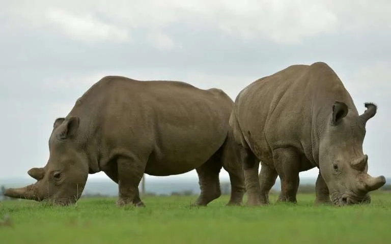 Introducing Animals In a Zoo Setting Through Behavioural Control