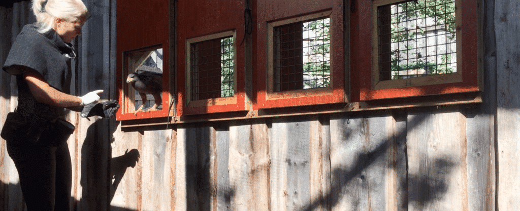 To Gate or Not to Gate; The Challenges with Separating Animals