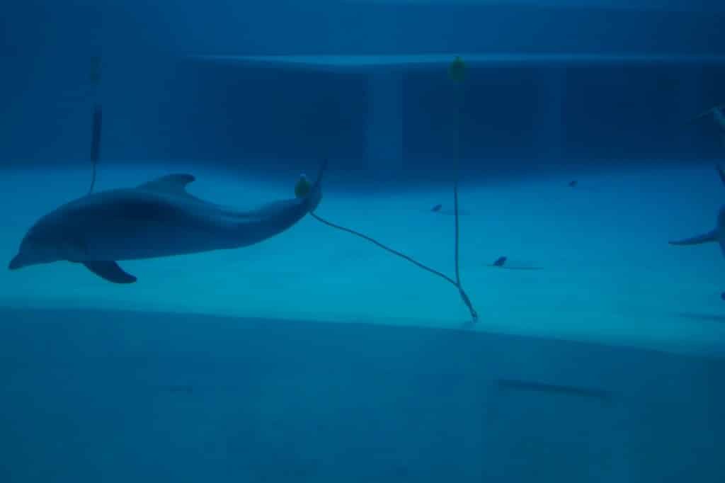 Searching For Behavioural Diversity Through Enrichment