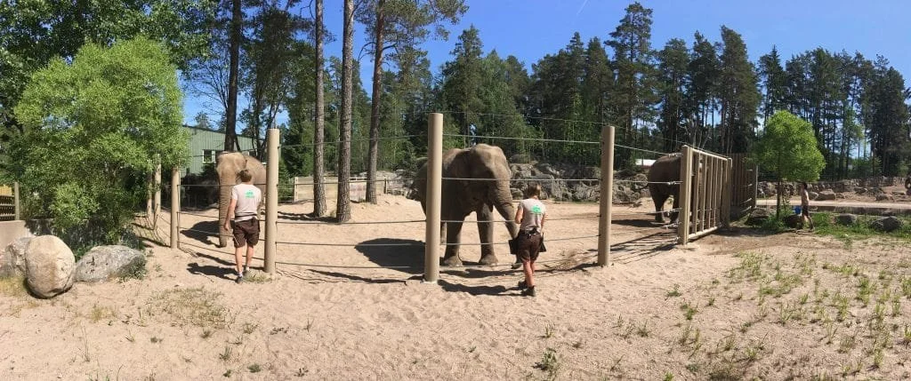 An Introduction To An Elephant Training Program