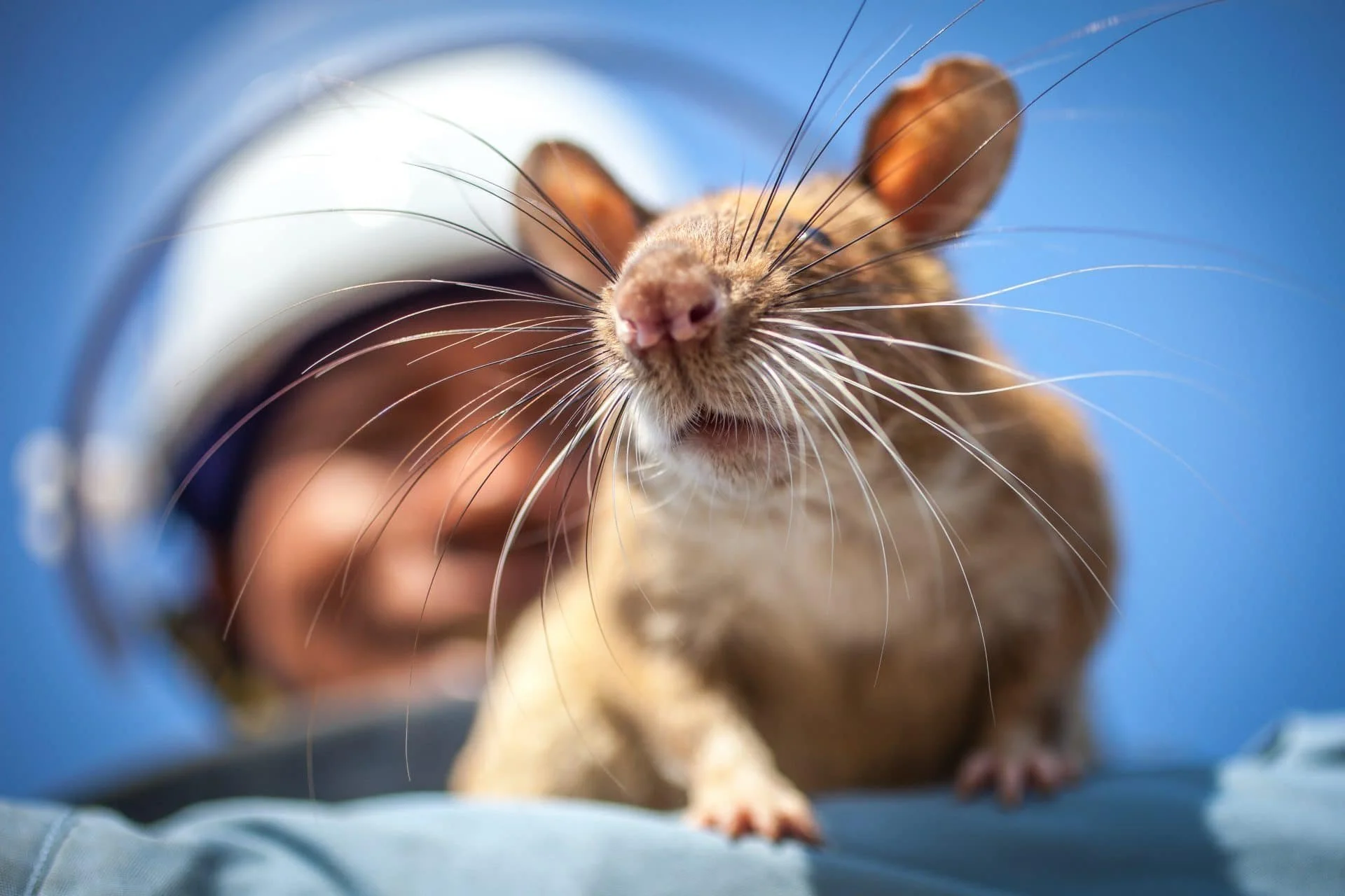 The African Giant Pouched Rat; An Animal Conditioned To Save Lives