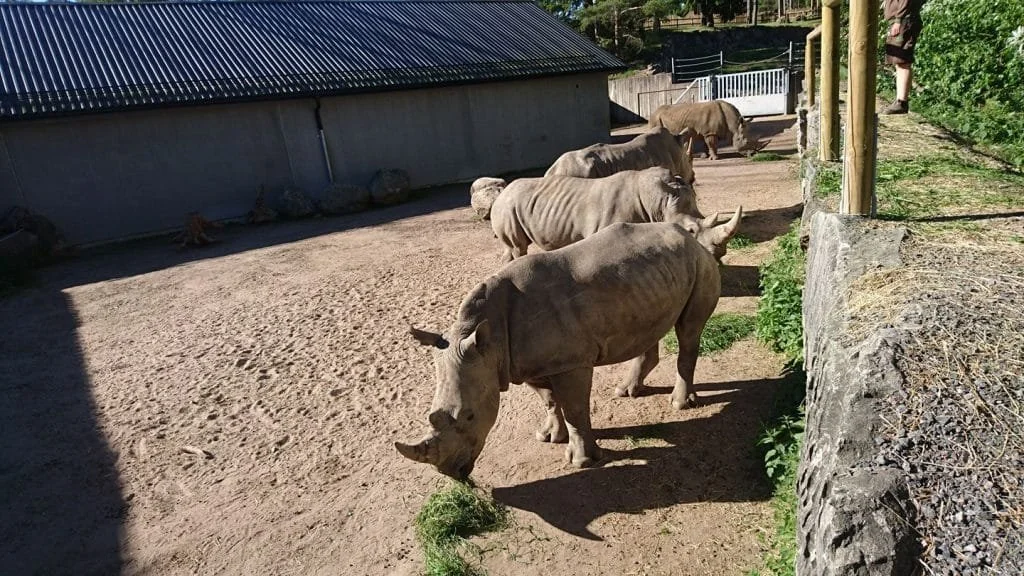 Conditioning Animals With A Social Structure