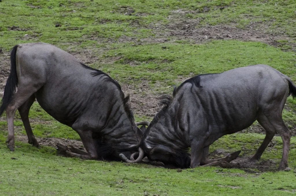 Nature or Nurture; is aggression a learned behaviour?