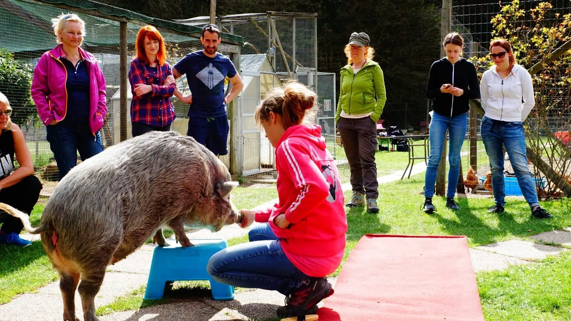 Simplify Your Training - AnimalTrainingCenter, Austria