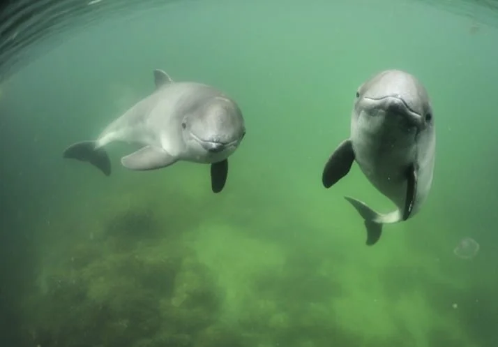 When zoos really matter - how we protected the last porpoises