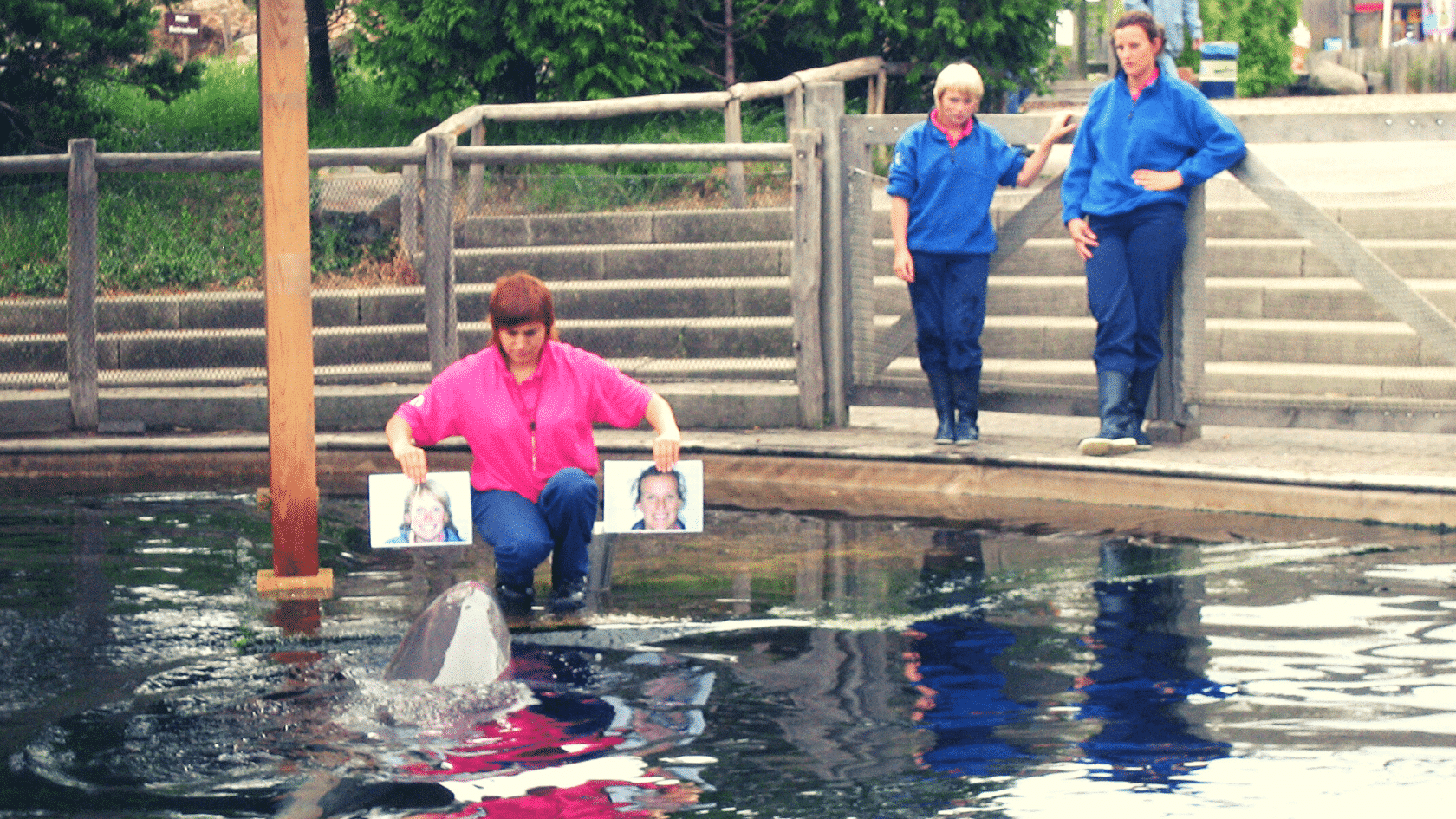 If you ask me: A professional and successful animal trainer