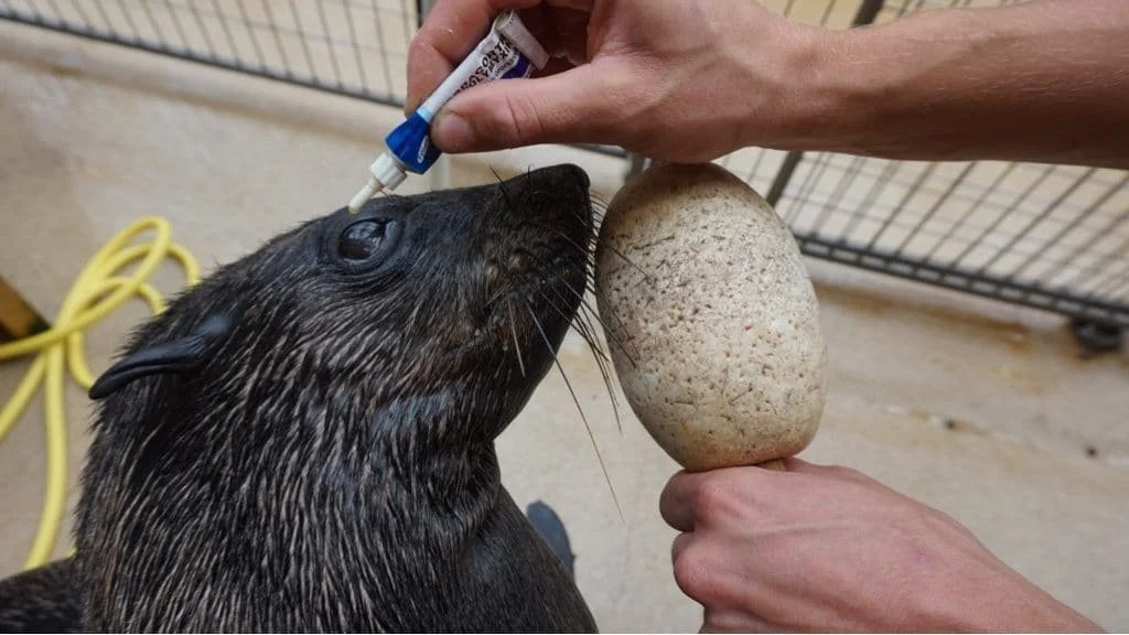 ¿ES EL ENTRENAMIENTO ANIMAL UNA GESTIÓN REALMENTE PROACTIVA?