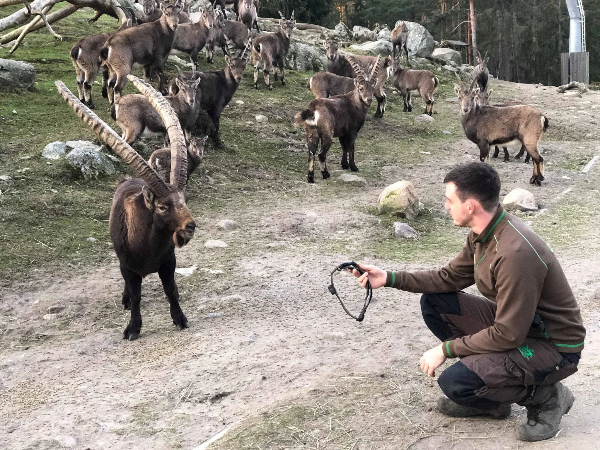 Training for Research -  Training a "wild" Alpine Ibex to Wear a Collar