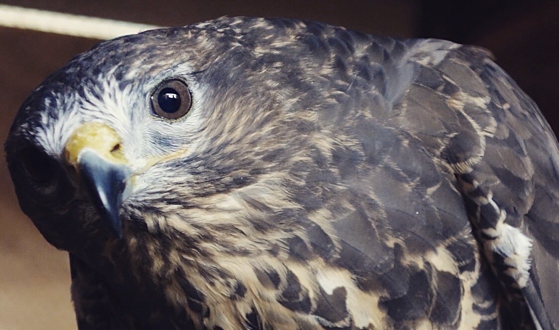 Birds of Prey; The Untethered Way