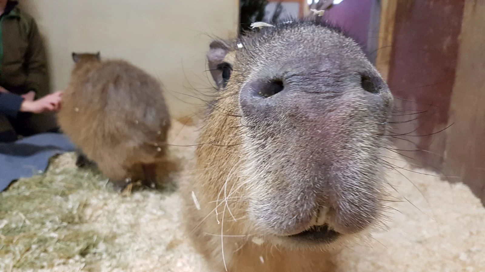 Is It Good When Animals Seek Our Attention?