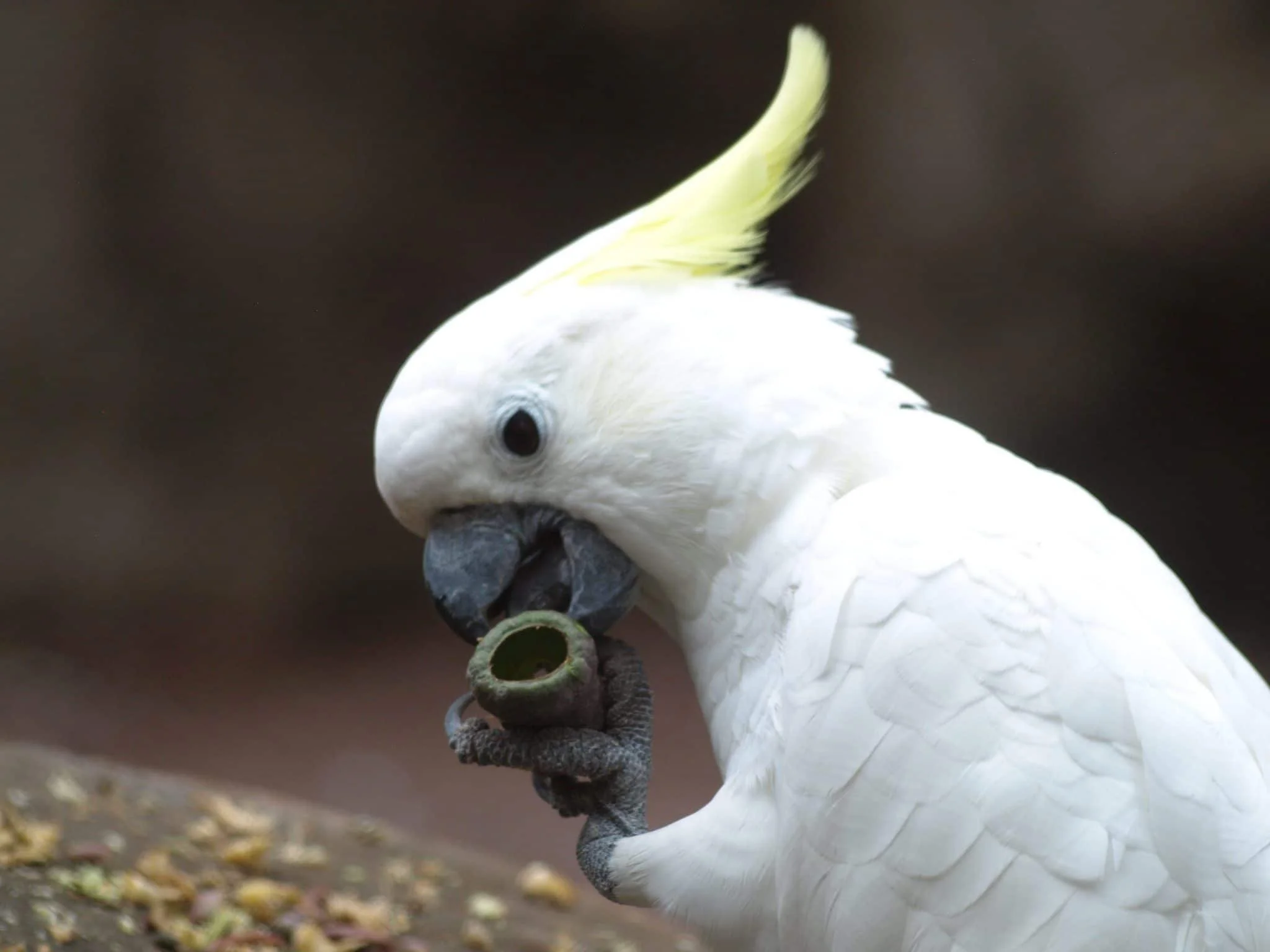 From Enrichment To Behavioural Management - Zoosnippets.com