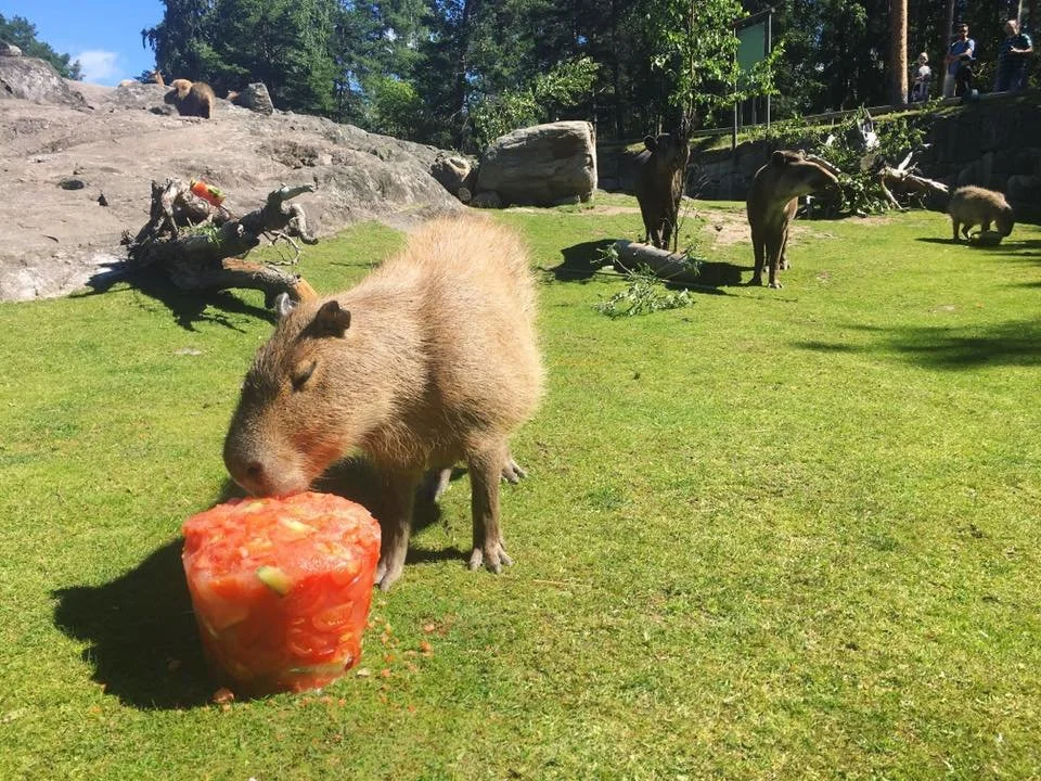 5 Lesser known Outcomes of Enrichment
