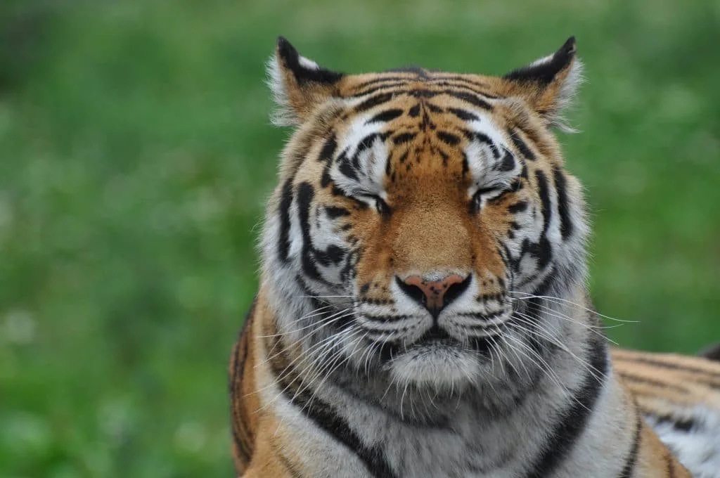 5 Animals That Wouldn't Exist Without Zoos