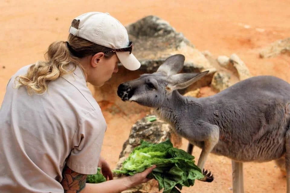 Shaping or Distracting the Animal?