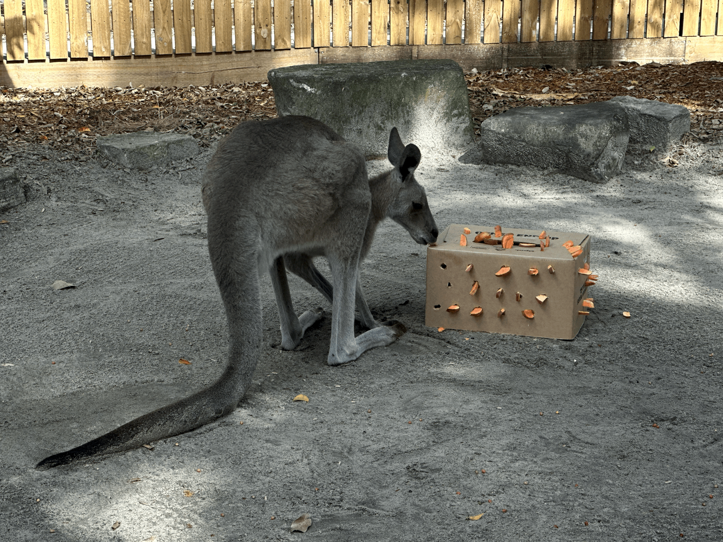 Reaching the Animal's Abilities