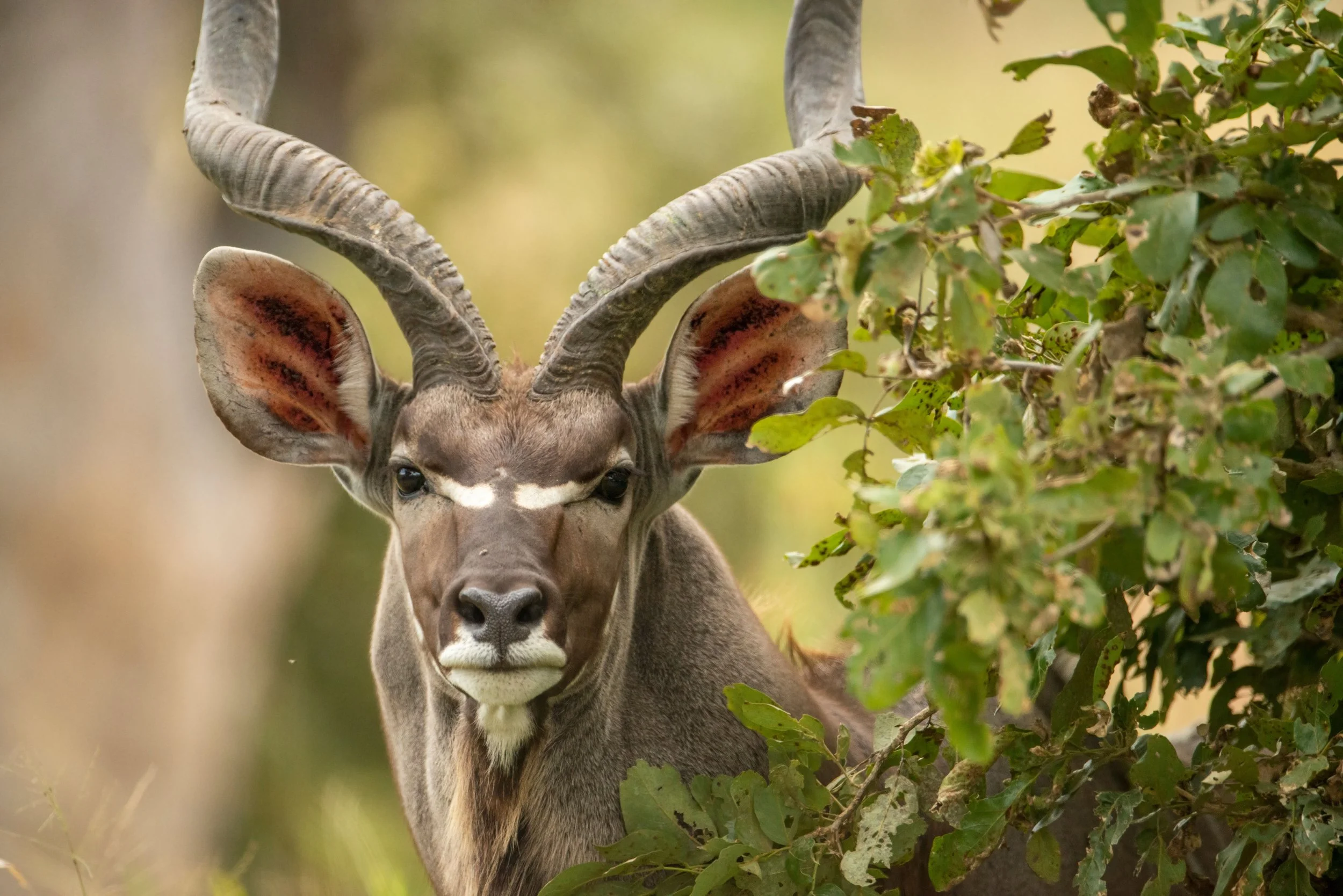 How Animal Welfare Science Doesn't Reach Its Goal