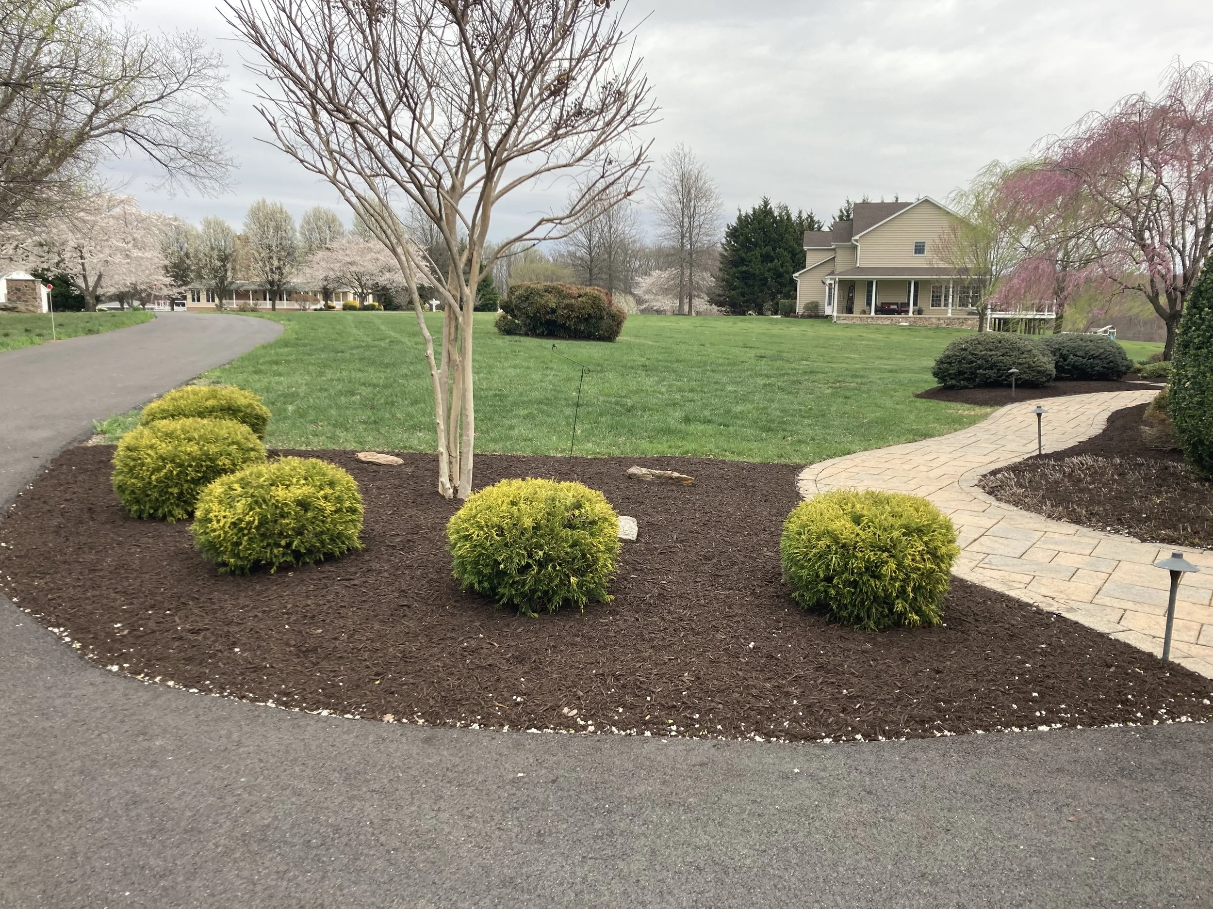 Landscaped yard with a curved stone pathway, green grass, small bushes, and trees with budding flowers, in a residential neighborhood.
