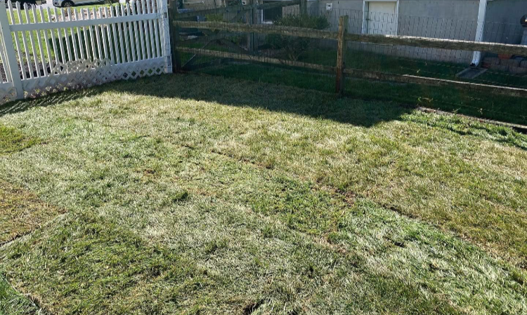 A backyard lawn with fresh grass patches and a white picket fence on the left and a wooden fence in the background.