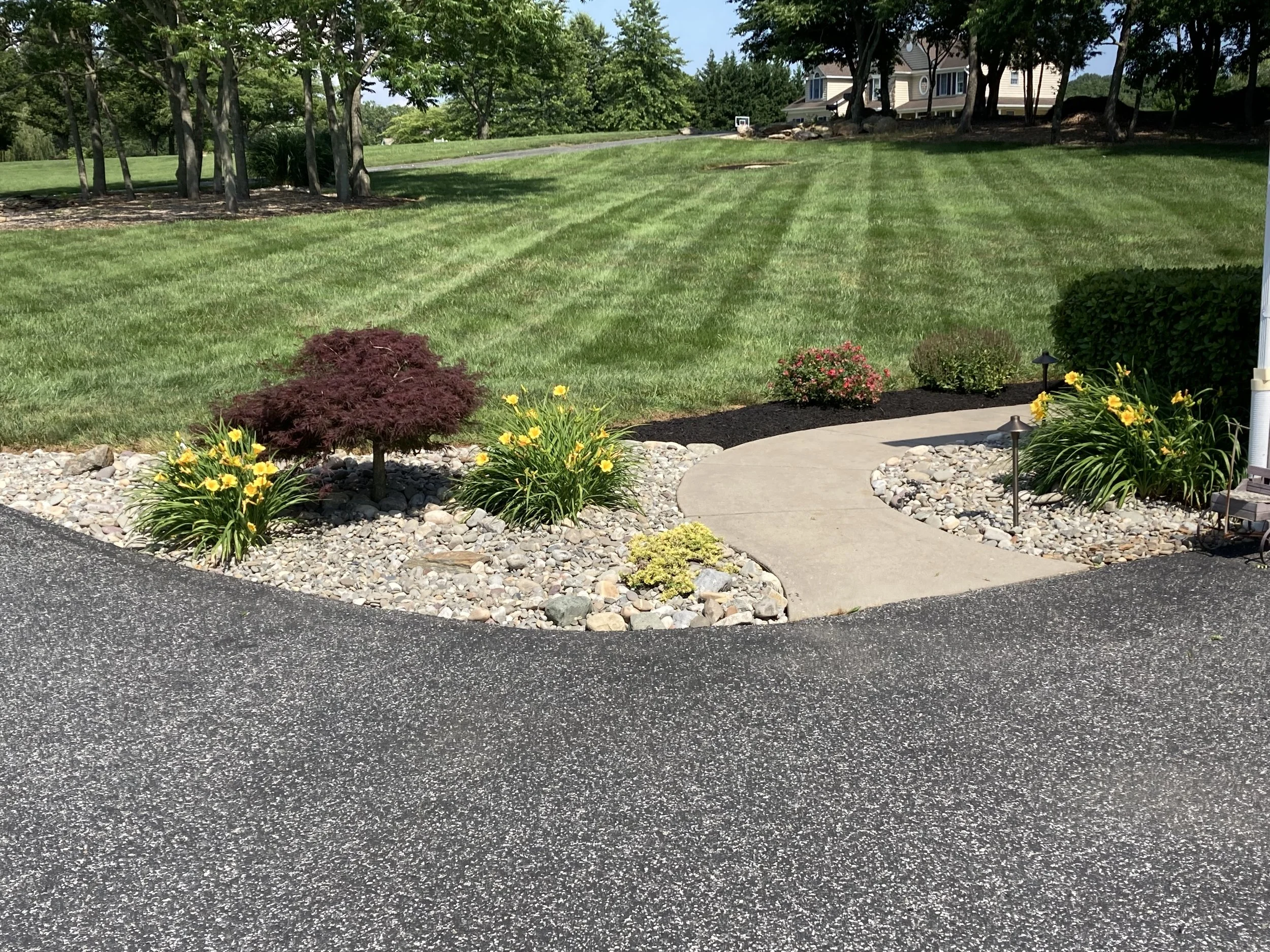 A landscaped yard with a concrete walkway, yellow daylilies, a small red Japanese maple tree, and other plants, with an expansive green lawn and a house visible in the background.